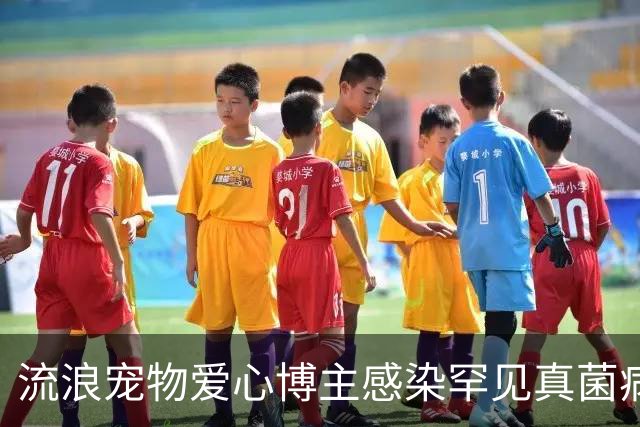 流浪宠物爱心博主感染罕见真菌病逝，年仅27岁，丈夫：妻子在ICU抢救了22天，她随时带着猫狗粮，走到哪里看到流浪猫狗都会喂